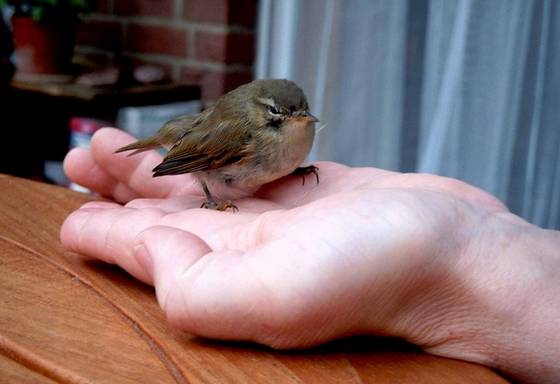 Spatz in der Hand