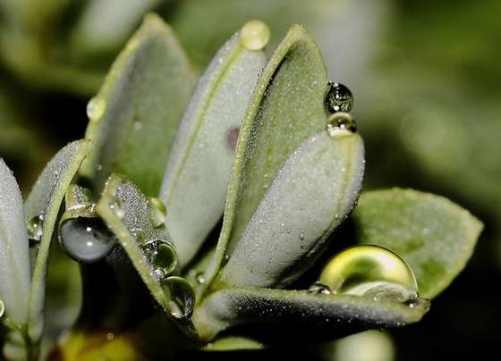 Tropfen auf Blatt
